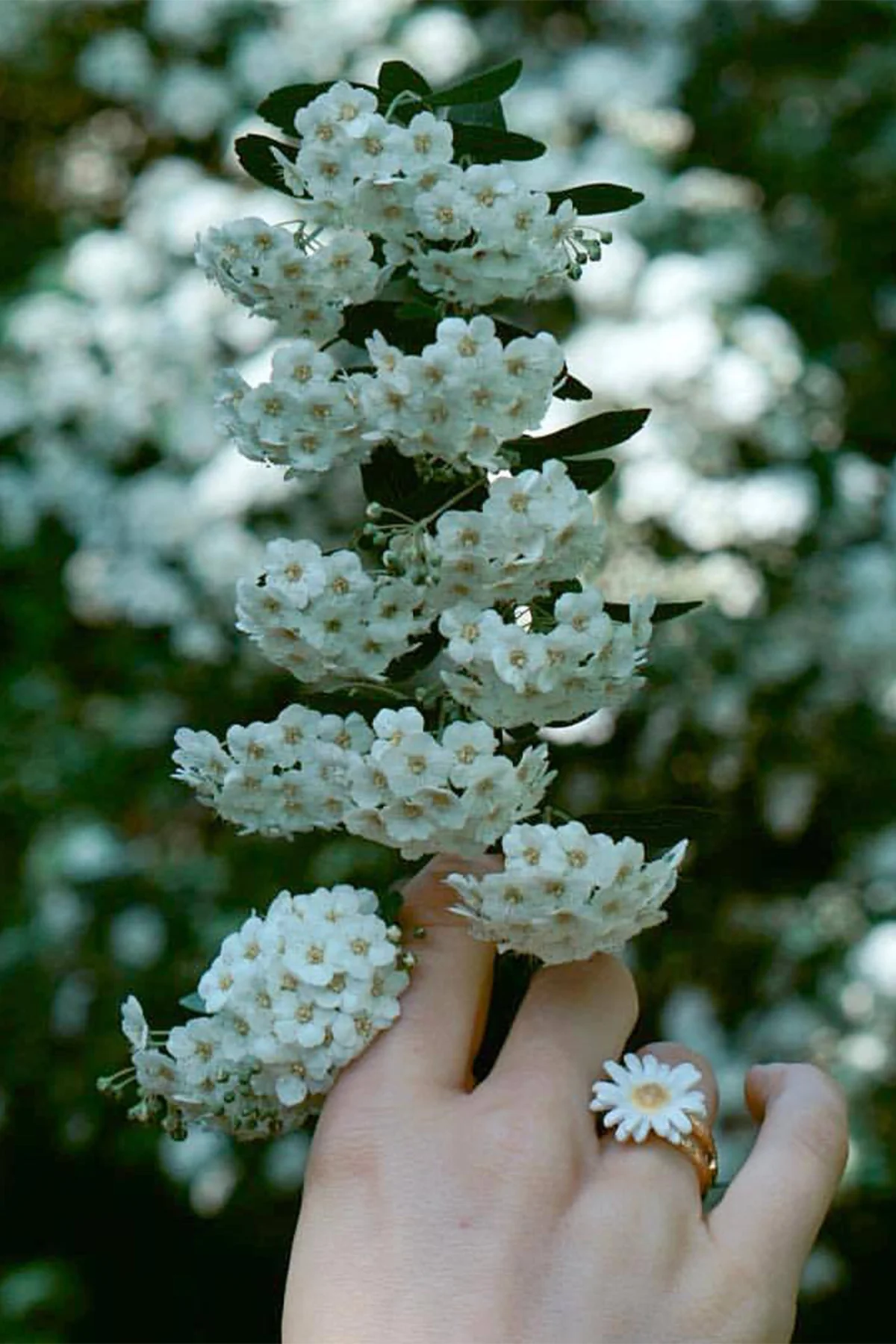 Daisy White - Ring - Image 11